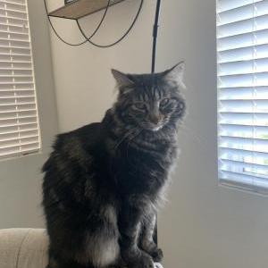 Lost Cat Kahlesi