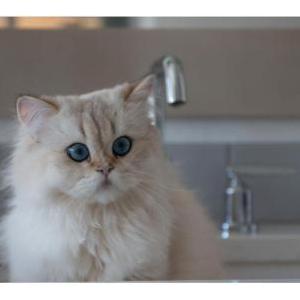 Image of Snowball, Lost Cat