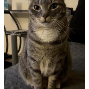 Lost Cat Gigi