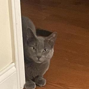 Lost Cat Frank