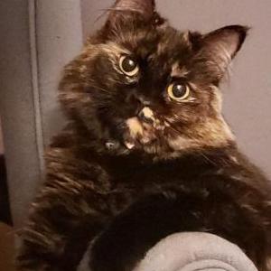 Image of Persephone, Lost Cat