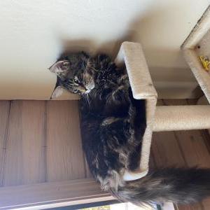 Image of Tiger, Lost Cat