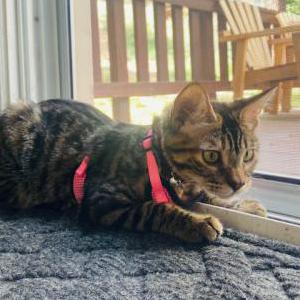 Lost Cat Athena