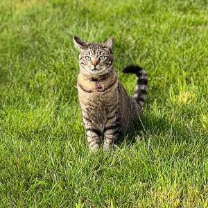 Image of Marble, Lost Cat