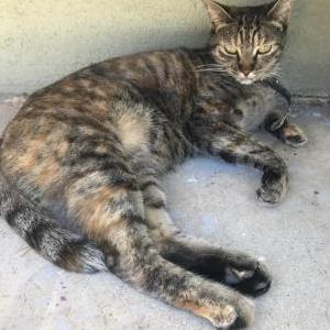 Lost Cat Reyna