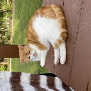 Image of Colby, Lost Cat
