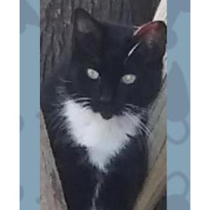 Image of Blacky, Lost Cat
