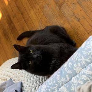 Image of Smokes, Lost Cat