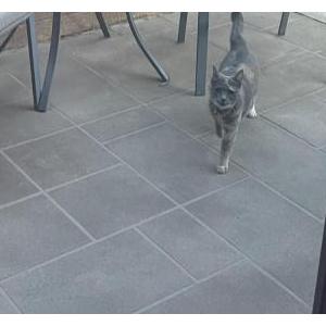 Lost Cat Masha