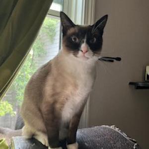 Lost Cat Coco