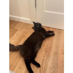 Lost Cat freddy
