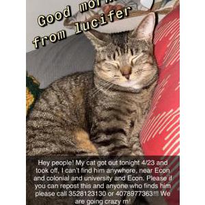 Lost Cat Lucy