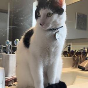 Image of Joey, Lost Cat