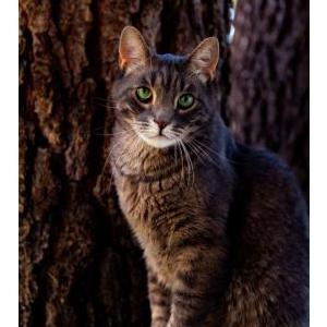 Image of Finn, Lost Cat