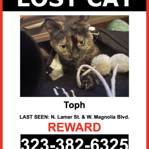 Lost Cat Toph