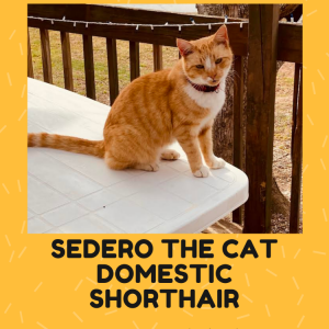 Lost Cat sedero
