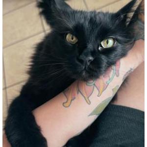 Image of Bruce, Lost Cat