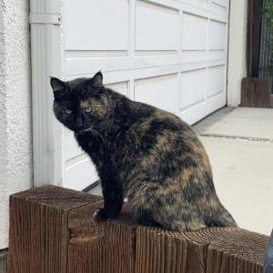 Found Cat Unknown