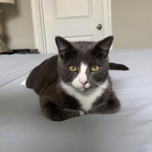 Lost Cat Chester