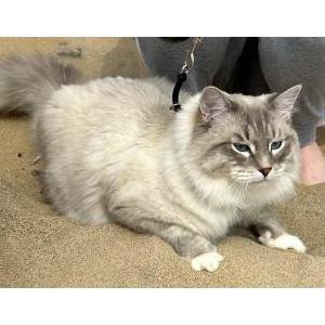 Image of Murphy, Lost Cat