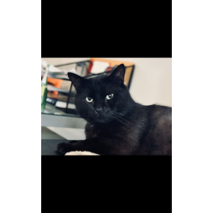 Image of Theodore, Lost Cat