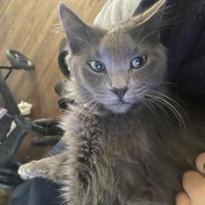 Lost Cat Smokey