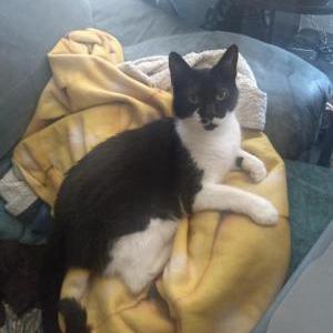 Image of Harley, Lost Cat