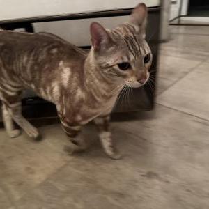 Found Cat Unknown