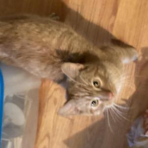 Image of Unknown, Found Cat