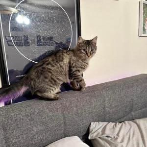 Image of Jupiter, Lost Cat