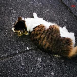 Found Cat Unknown