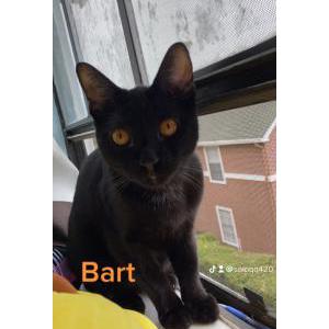 Lost Cat Bart