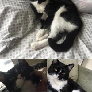 Lost Cat Buffy