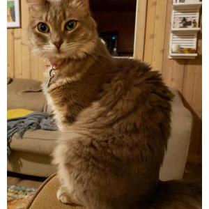 Image of Duckie, Lost Cat