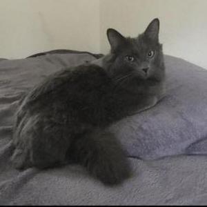 Image of Shishka(bob), Lost Cat