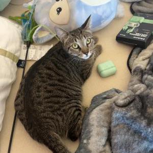 Image of Spice, Lost Cat