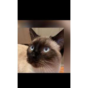 Image of Cappuccino, Lost Cat