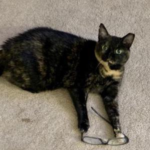 Lost Cat Olivia