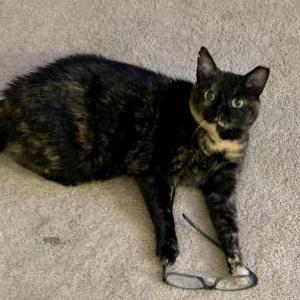 Image of Olivia, Lost Cat