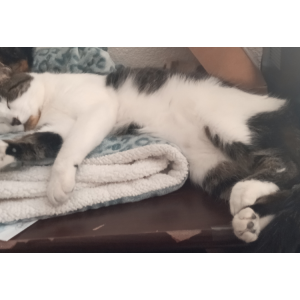 Image of Angelica, Lost Cat