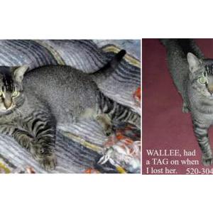 Image of WALLEE, Lost Cat