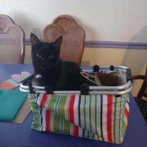 Image of Patch, Lost Cat