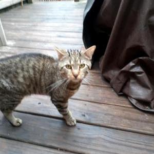 Found Cat unknown