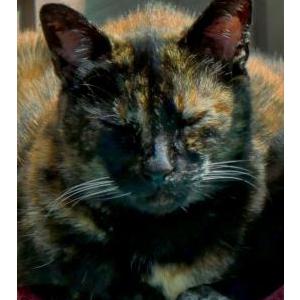 Lost Cat Cali
