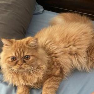 Image of Butter, Lost Cat