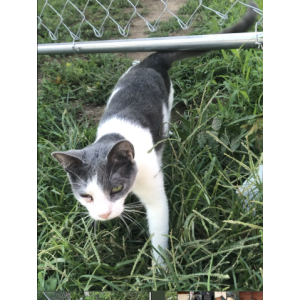 Lost Cat AngelBaby