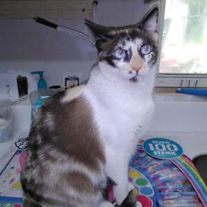 Image of Kimmy, Lost Cat