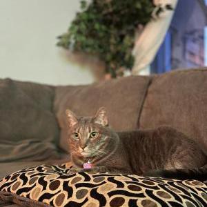 Image of Foosa, Lost Cat