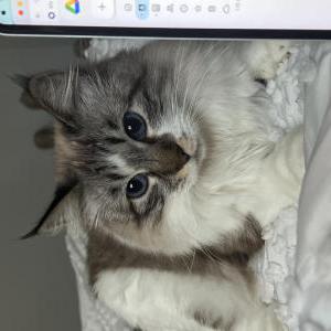 Image of Mabel, Lost Cat
