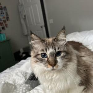 2nd Image of Mabel, Lost Cat